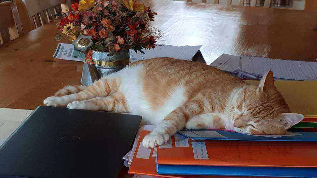 Orange and white cat sleeping on a stack of folders